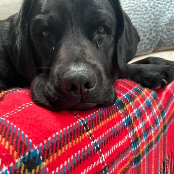 Meet your Posher, Brendan - Picture 1 of 1